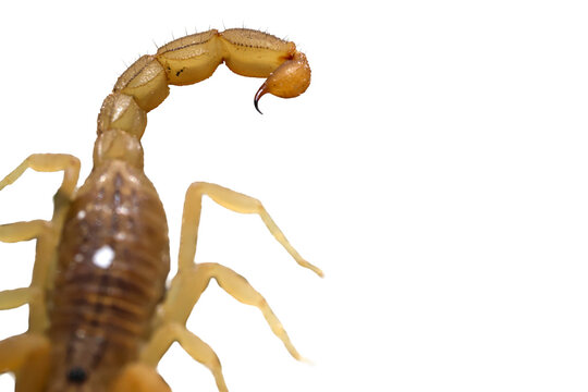 High angle macro of yellow scorpion back plates and arched telson isolated on transparent background cut out png file copy text space