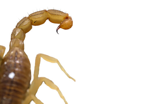 Curved metasoma segments and sharp stinger of poisonous scorpion isolated on transparent background cut out png file copy text space
