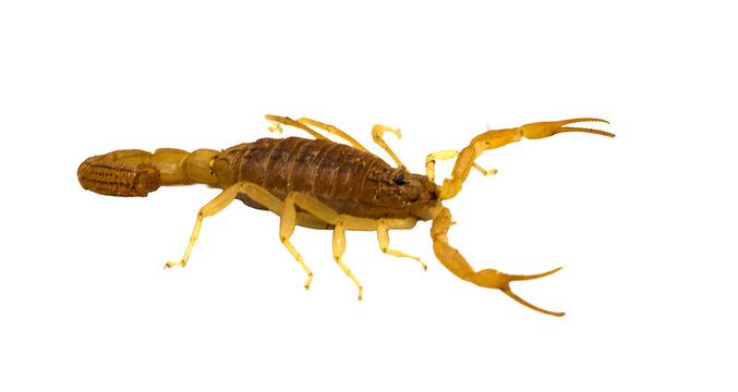 Elongated side profile of yellow desert scorpion walking forward isolated on transparent background cut out png file copy text space