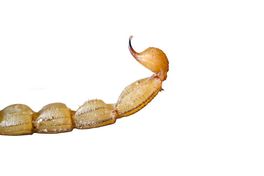 High magnification view of scorpion venom bulb and sharp needle tip isolated on transparent background cut out png file copy text space