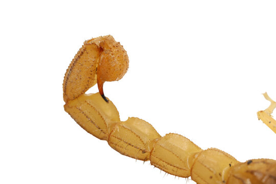 Curved five segment tail of venomous yellow scorpion with sting isolated on transparent background cut out png file copy text space