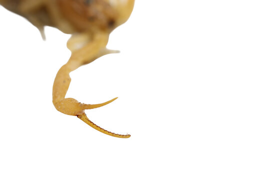 Articulated leg segments of yellow desert scorpion high zoom isolated on transparent background cut out png file copy text space