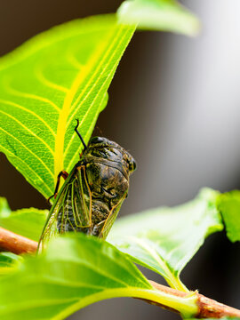     緑豊かな夏の植物にとまるセミと透明な翅を捉えた自然のクローズアップ