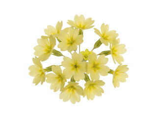 Fototapeta premium Pressed Soft Yellow Primula Flower Cluster on Cream Paper.