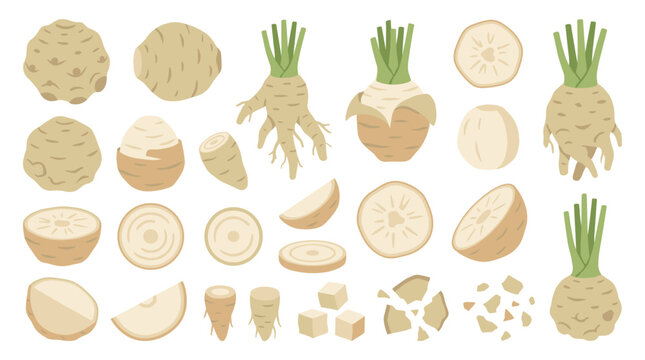 Set of celeriac roots showing whole vegetable, slices, wedges, and chopped cubes for healthy cooking ingredients, nutrition and organic food concepts