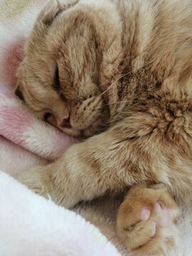 よく眠るの猫