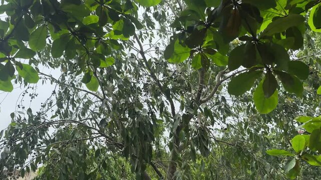Jamun Tree with Lush Green Foliage in India

