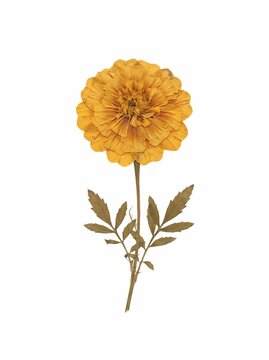 Real pressed marigold flower botanical specimen with green leaves isolated on a clean white background