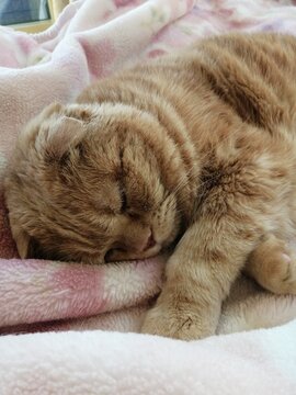 昼寝中の猫