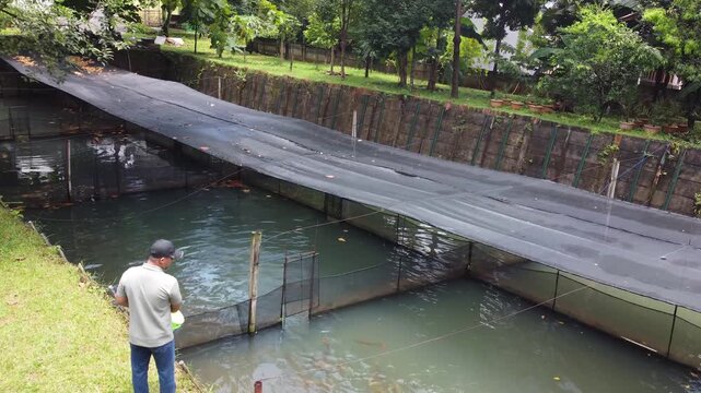 Arowana breeders feed arowana in the pond