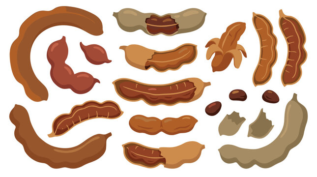 Set of tamarind pods and seeds in various forms, culinary ingredients for tropical recipes, exotic fruit collection for food packaging designs