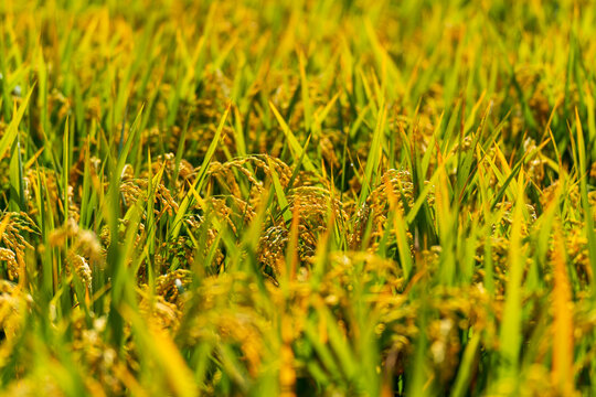 The rice fields are under the blue sky and white clouds