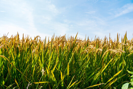 The rice fields are under the blue sky and white clouds