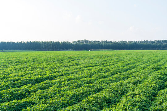 &nbsp;Peanut Field, Peanut plantation fields.