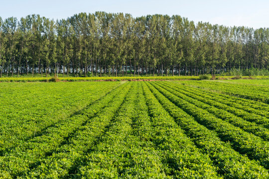 &nbsp;Peanut Field, Peanut plantation fields.