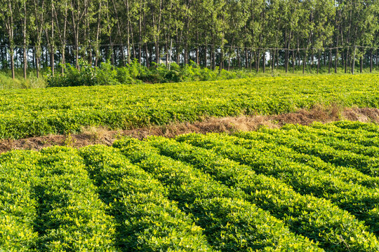 &nbsp;Peanut Field, Peanut plantation fields.