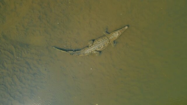 Top view of large American Crocodile on muddy riverbed in Costa Rica