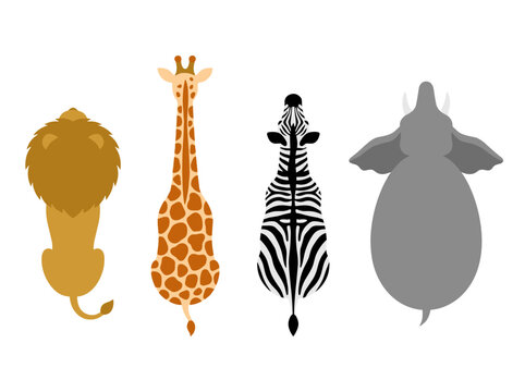 Top down view set of wild animals featuring lion giraffe zebra and elephant in flat style perfect for nature education projects and wildlife icons