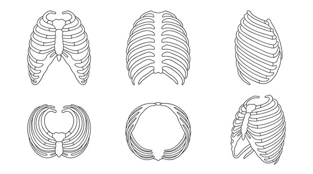Set of anatomical human rib cage vector illustrations, medical educational diagrams, orthopedics, skeletal structure, health research, biology study
