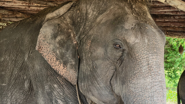 Detailed close up of Asian elephant head and ears under thatched-roof pavilion