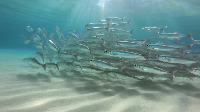 白い砂地を泳ぐボラの魚群