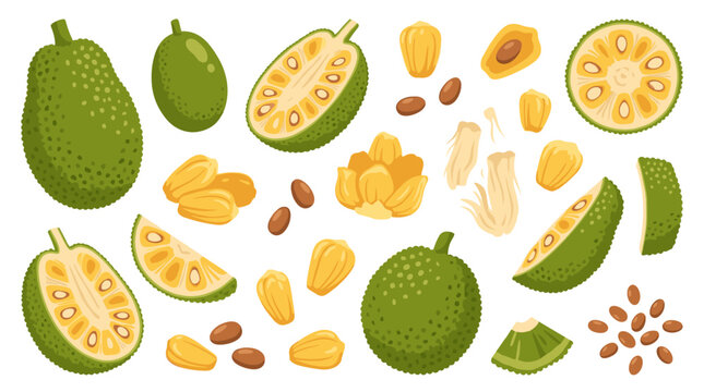 Set of fresh jackfruit illustrations, whole fruits, halved pieces, sweet yellow pods and seeds, healthy tropical food icons for menu design