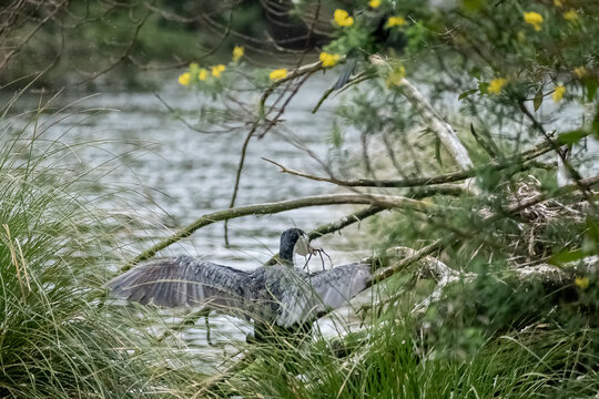 New Zealand Pied Shag / Karuhiruhi on water