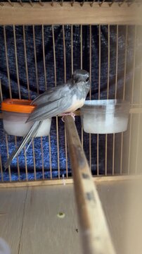 Silver Shama Bird Perching and Singing Inside a Cage