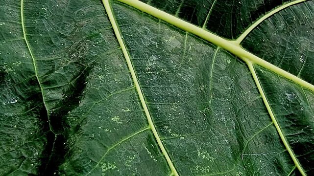 Dark Green Noni Leaf Texture Background with Vein Detail in Slow Horizontal Panning 4K Seamless Loop