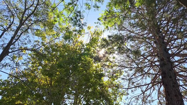 tree branches against blue sky