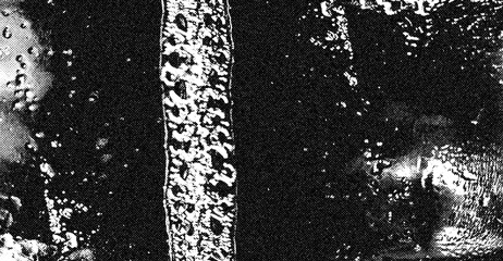 Abstract halftone stripe texture with high contrast black and white grainy particles for modern graphic designs. © Z.Graphikos