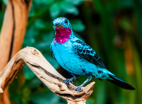 Colorful Red Blue Male Spangled Cotinga Bird