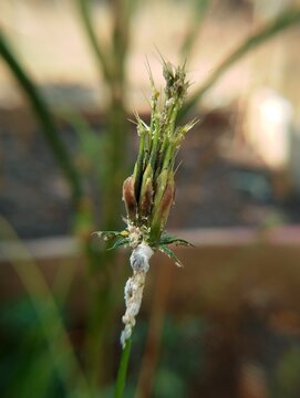 Macro shot of plant aphids and white mealybug pests on a wildflower bud