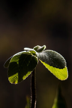 Backlit Boldo Leaf Close Up in Brazil Nature. Detailed close-up shot of a vibrant green boldo plant leaf capturing beautiful backlighting, showing details of texture and plant biology in Brazil.