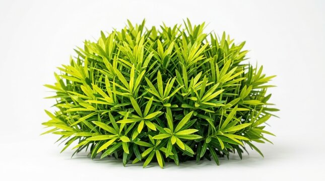 A small round bush with dense bright green needle-like leaves isolated on a plain white background, for landscaping and, garden use