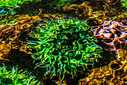 Colorful Green Sea  Anomene Abstract Tidal Pool