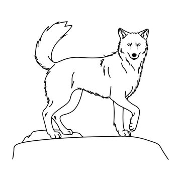 Confident wolf standing with curled tail, simple outline artwork for wildlife illustrations.
