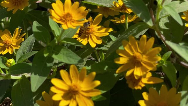 Honey Bee Feeding on Nectar of Egyptian Starcluster Flower