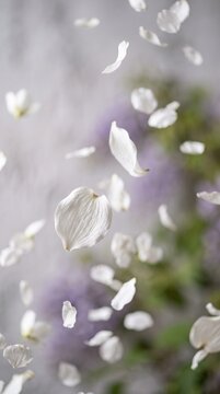 Falling white flower petals on a soft blurred background creating a delicate scene