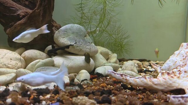 Video of Tiny black fish darting through gravel and driftwood. Small clay pots sit on the tank floor. Natural, muted tones evoke quiet underwater serenity. Fish swim near roots and stones with calm 
