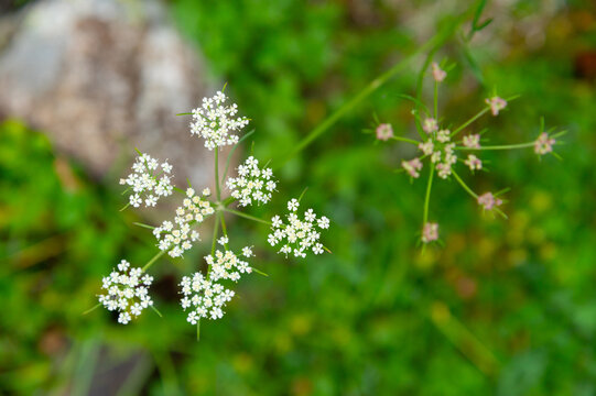 Small white wild flowers growing in green vegetation