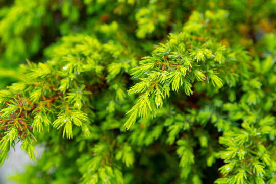 Fresh green juniper plant branches with water drops
