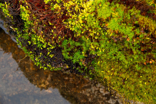 Vibrant Green Moss Growing on Rock Near Water Surface