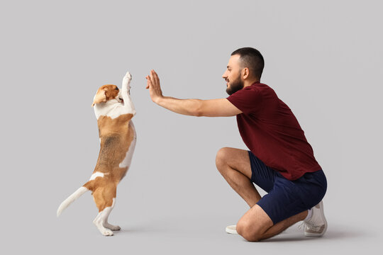 Pet ownership and animal training, man teaching beagle dog to high five for positive reinforcement and bonding in a studio setting