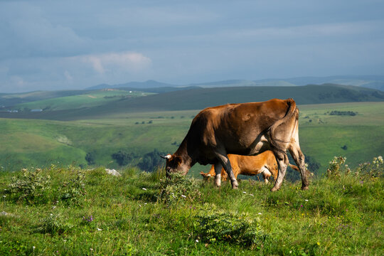 Brown cows grazing on a green hillside meadow