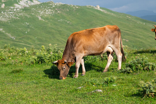 Brown cow grazing on a green mountain pasture