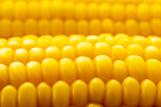 Close-up of yellow corn kernels on the cob