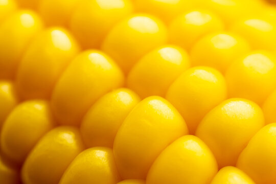 Macro shot of fresh yellow corn kernels on cob