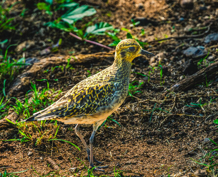 Pacific Golden Plover Honolulu Hawaii