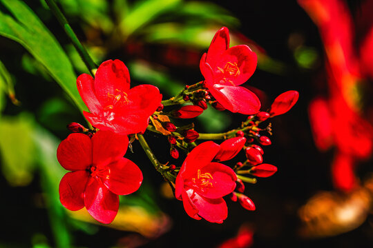 Colorful Red Jatropha Flowers Waikiki Honolulu Hawaii